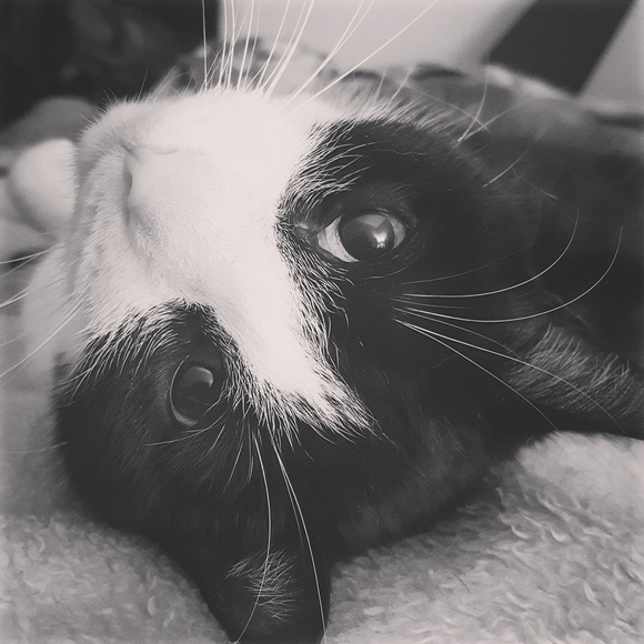 Meet your Posher, Amelia - Picture 3 of 13